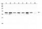 Anti-COMT Antibody Picoband™ (monoclonal, 15C10)